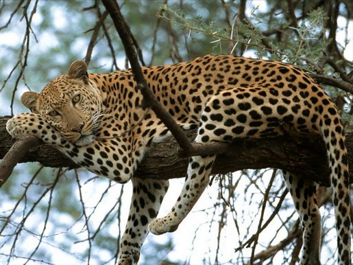 LeopardRestOnATreeBranch