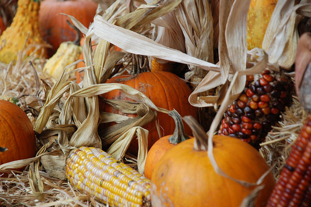 Decorative Corn & Gourds