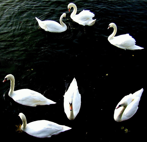 7-swans
