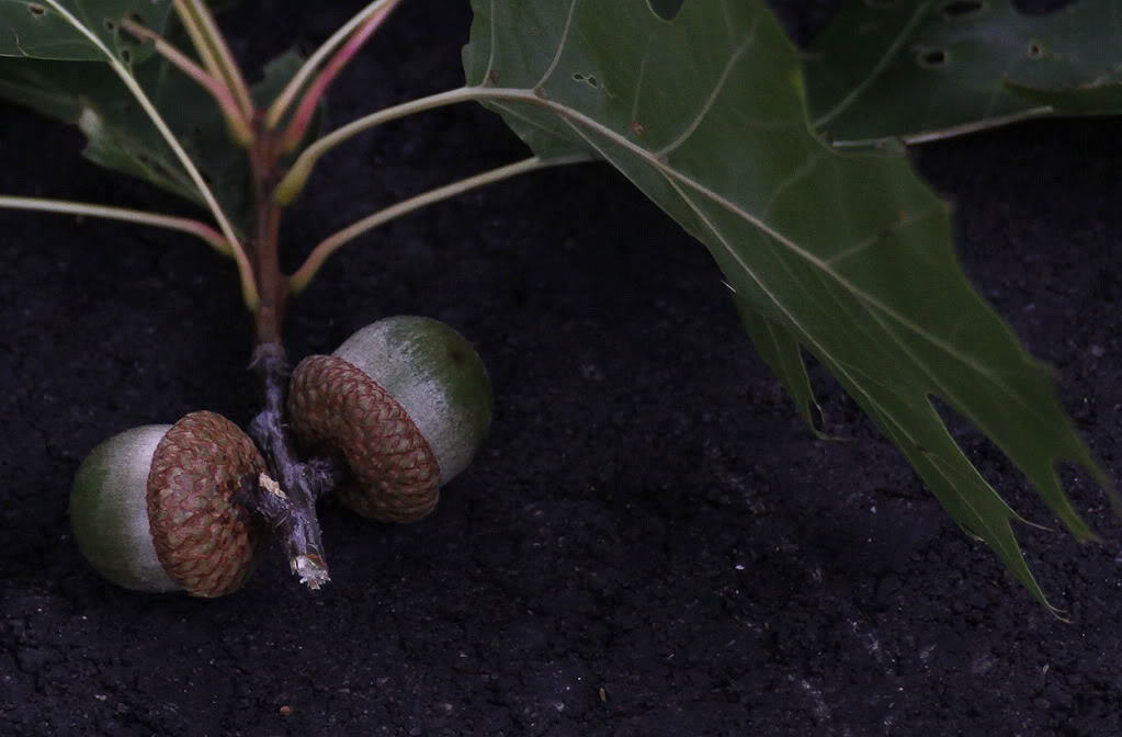 acorns