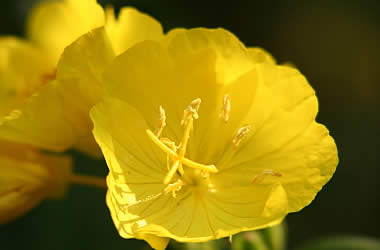 evening-primrose