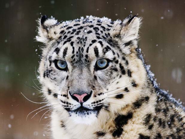 Big_cats_-_Snow_Leopard
