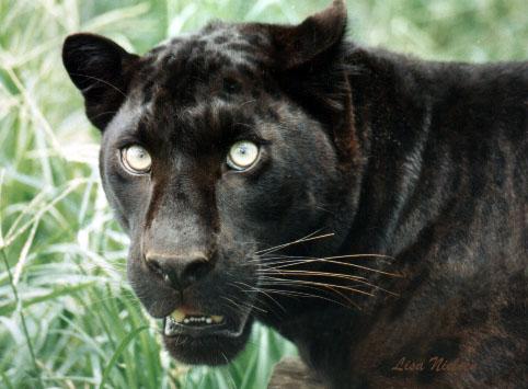 Black Leopard