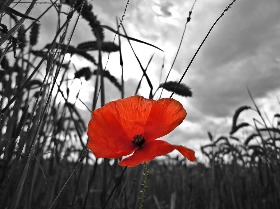 war-poppy-dave-parrott