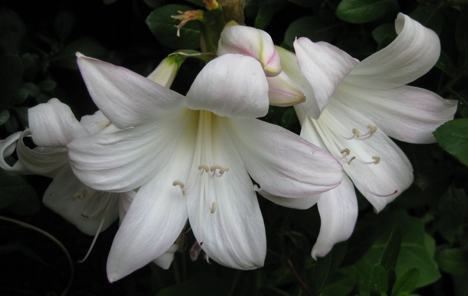White beladonna lily