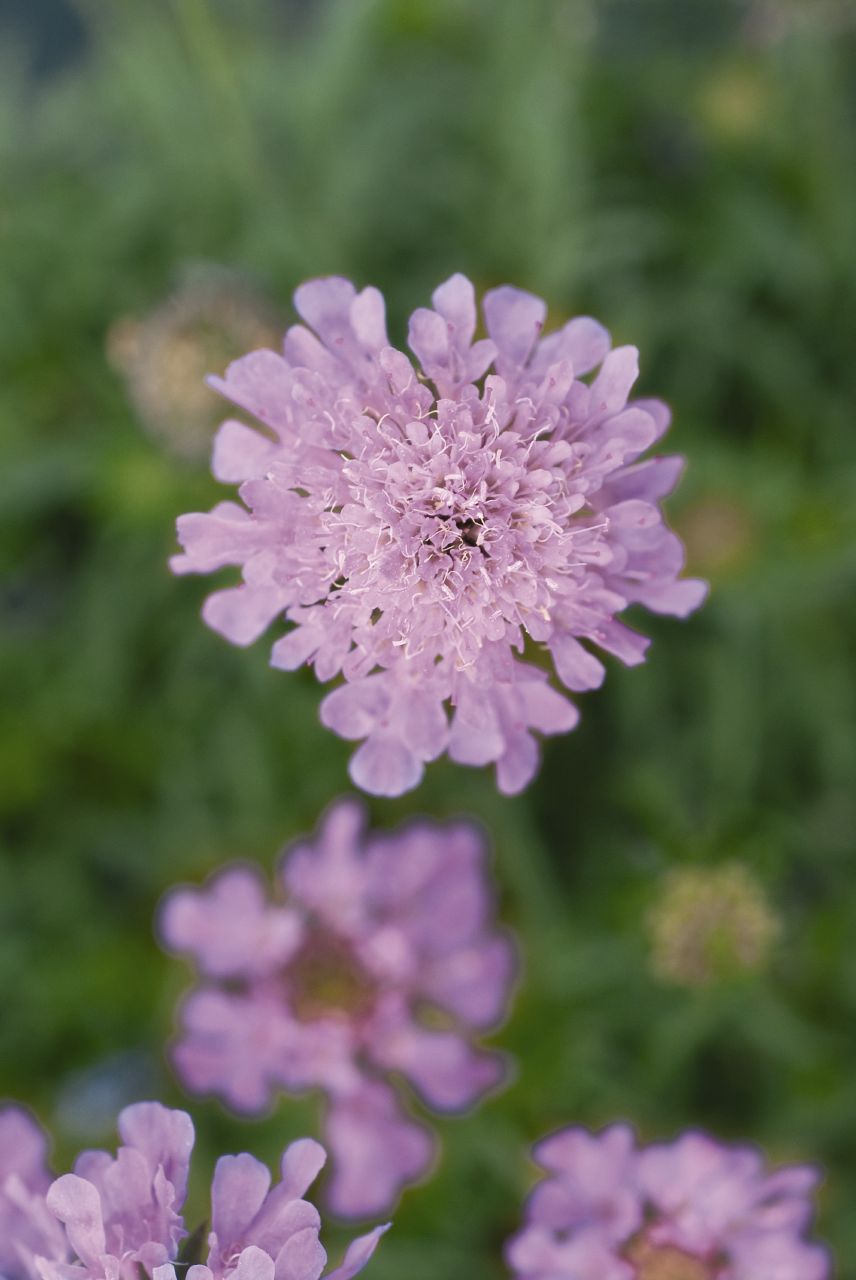 Rose Scabiosa